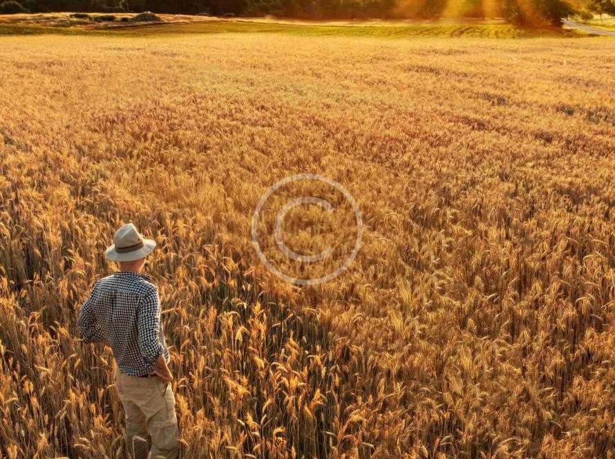 agri img 18