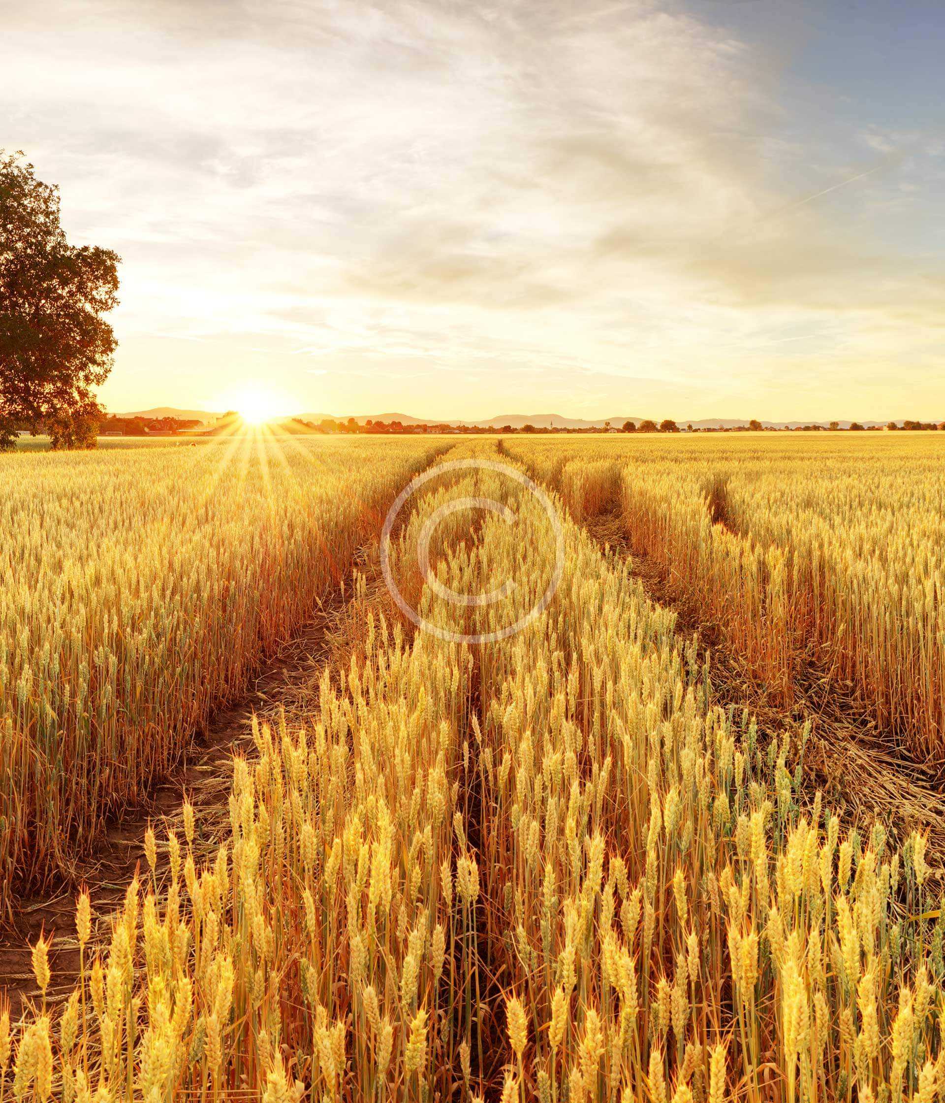 Crop Production 1 Crop Production