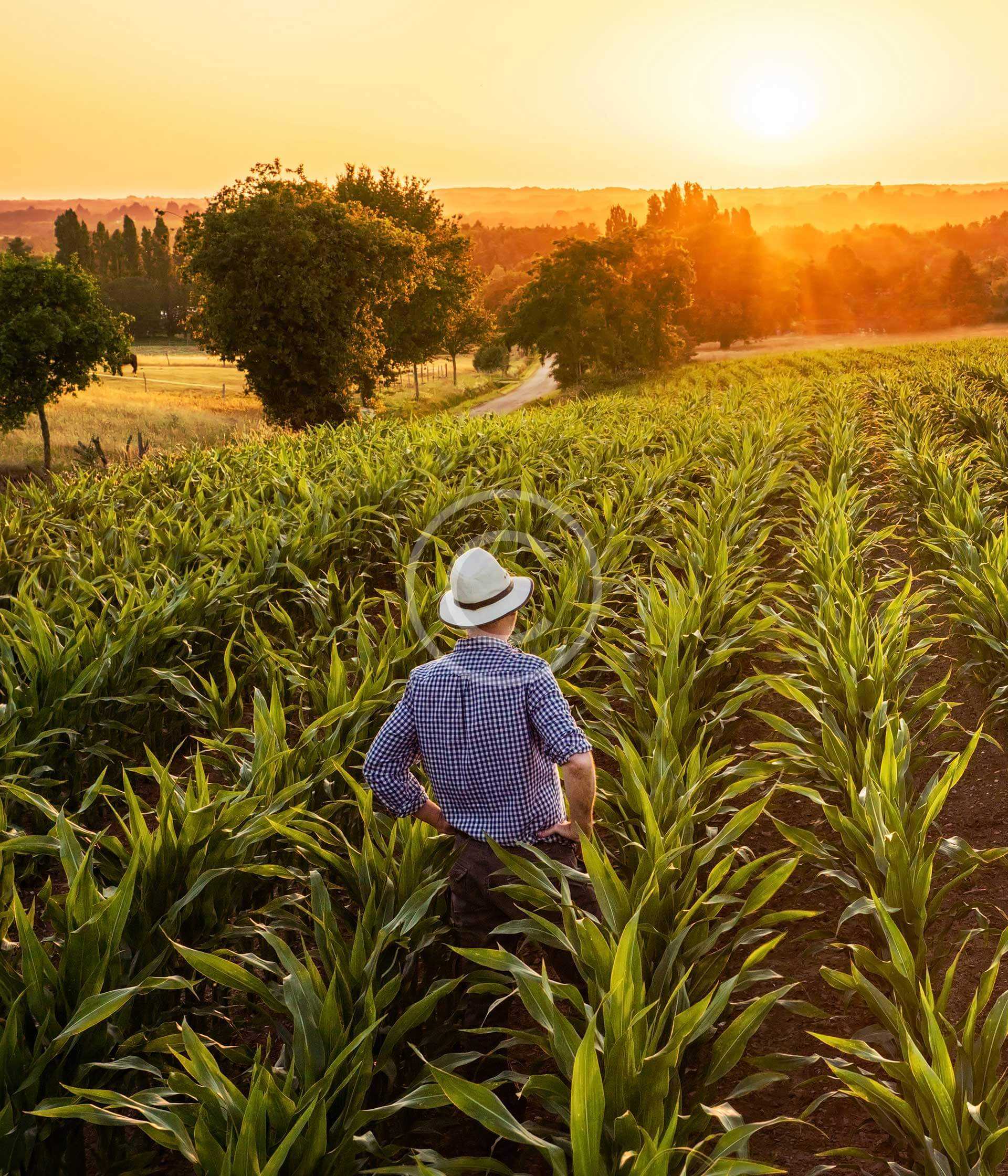 Plant Breeding 1 Plant Breeding