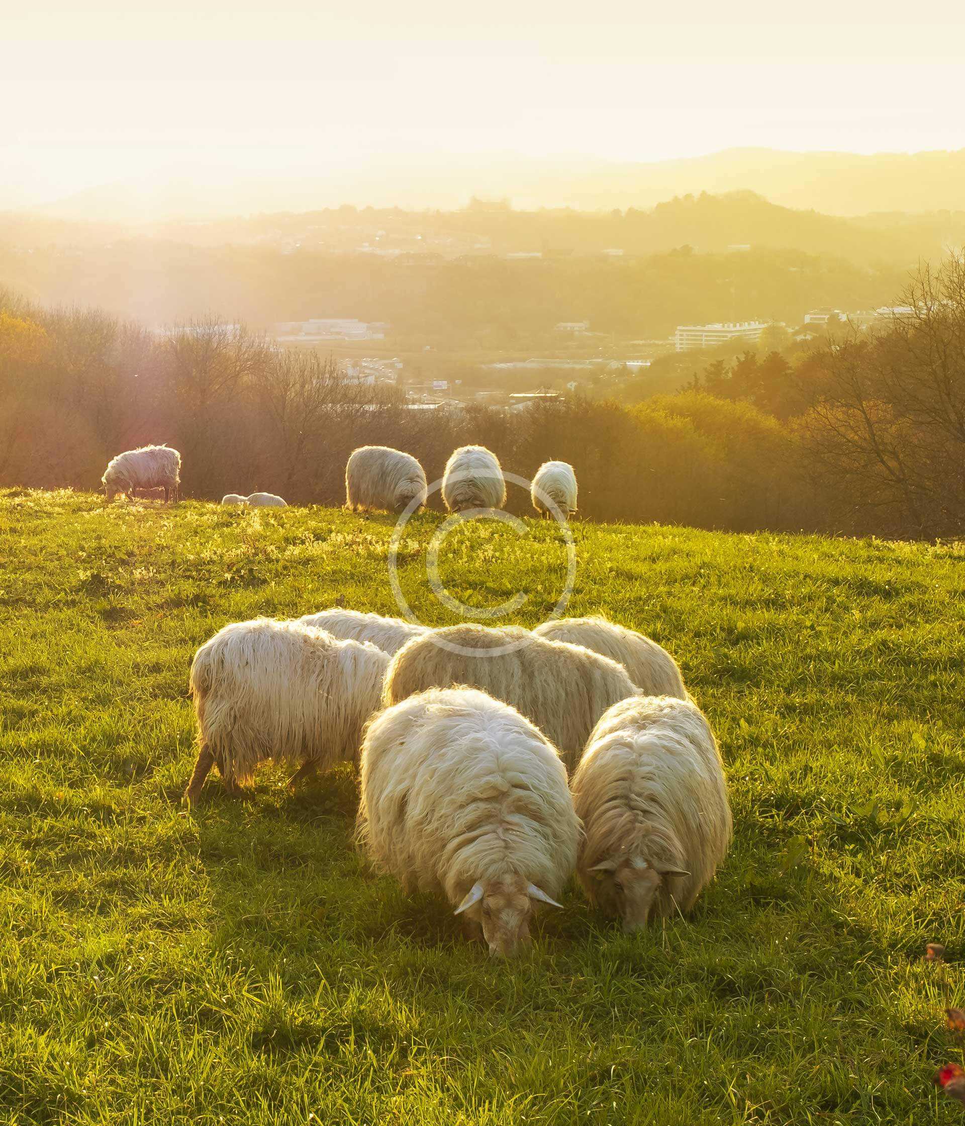 Animal Husbandry 1 Animal Husbandry